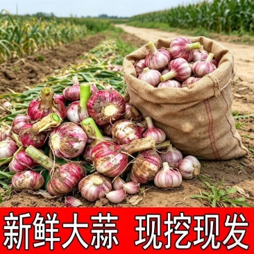 2026年江苏邳州泥蒜新大蒜鲜大蒜头大混级