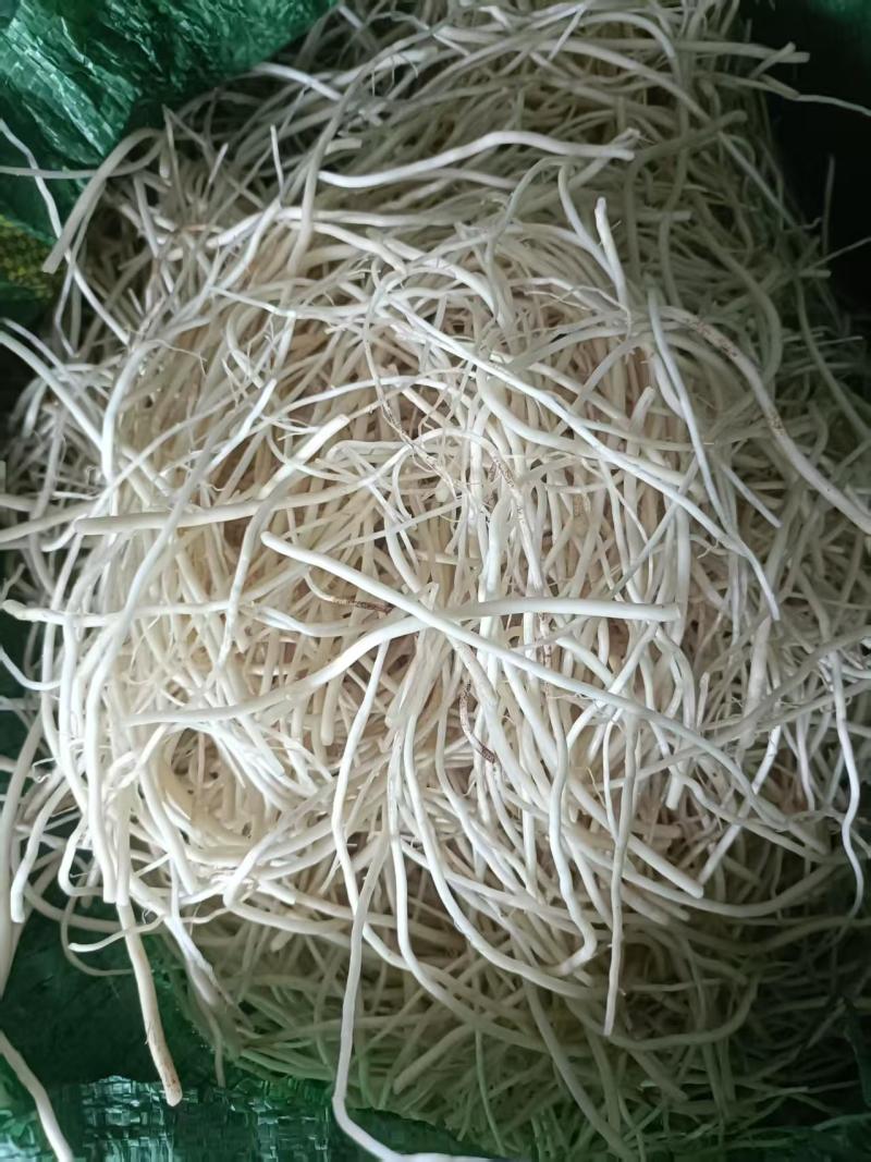 墨江苤菜根