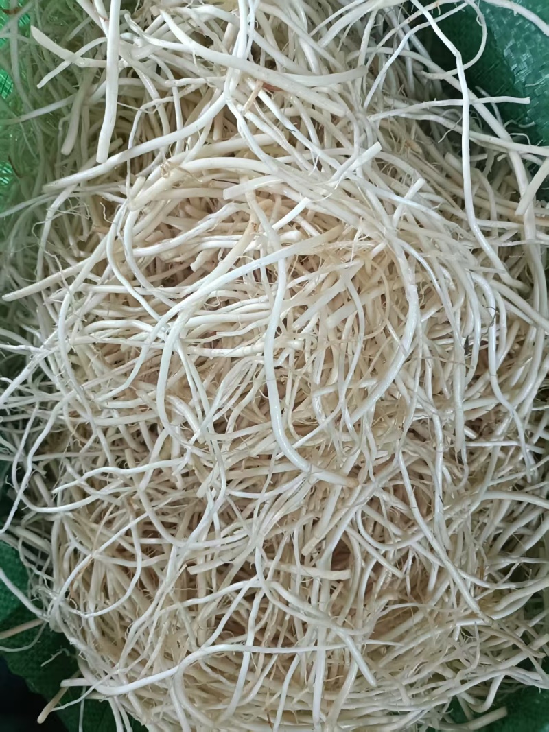 墨江苤菜根