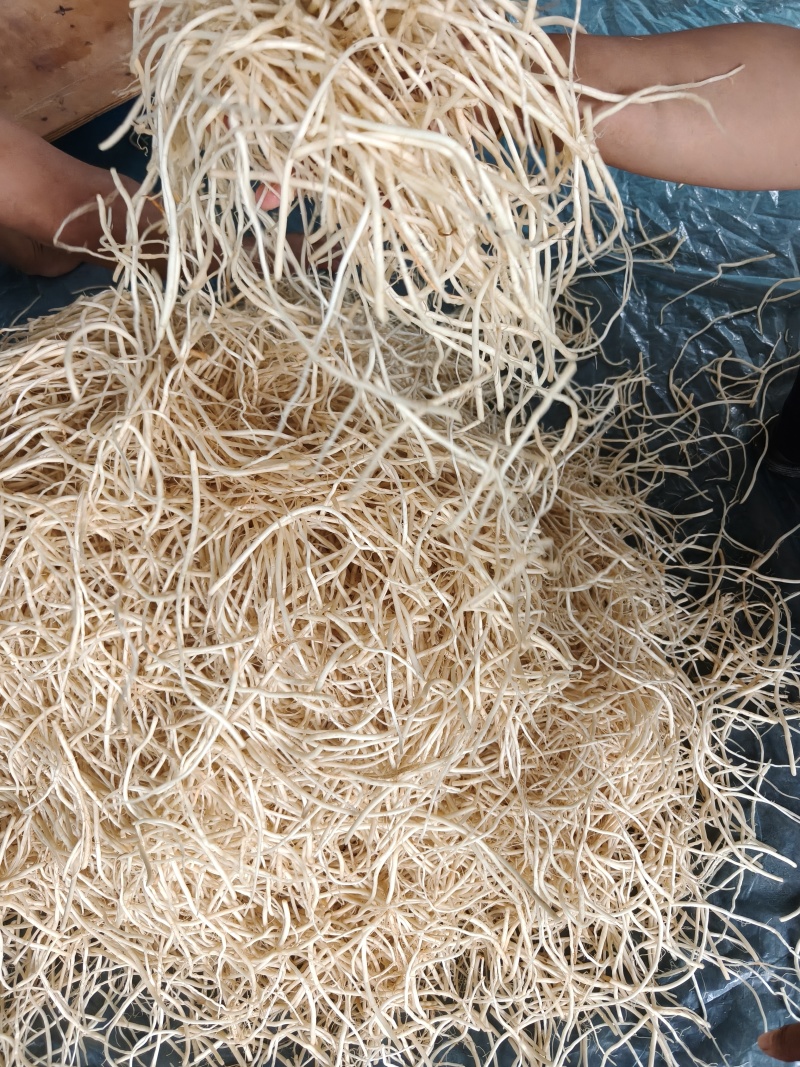 墨江苤菜根