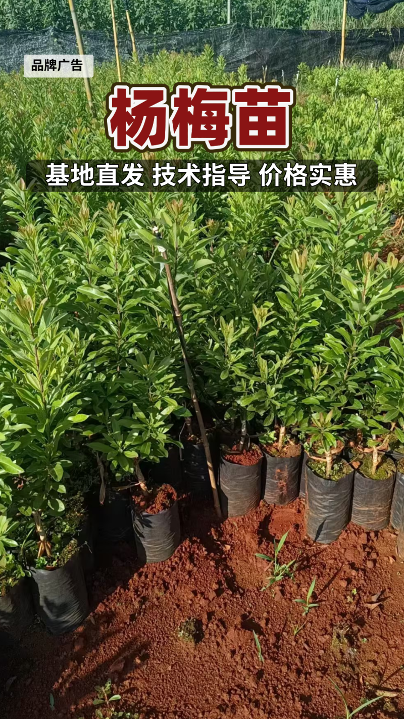 内蒙古武川高原藜麦大量上市可视频看货