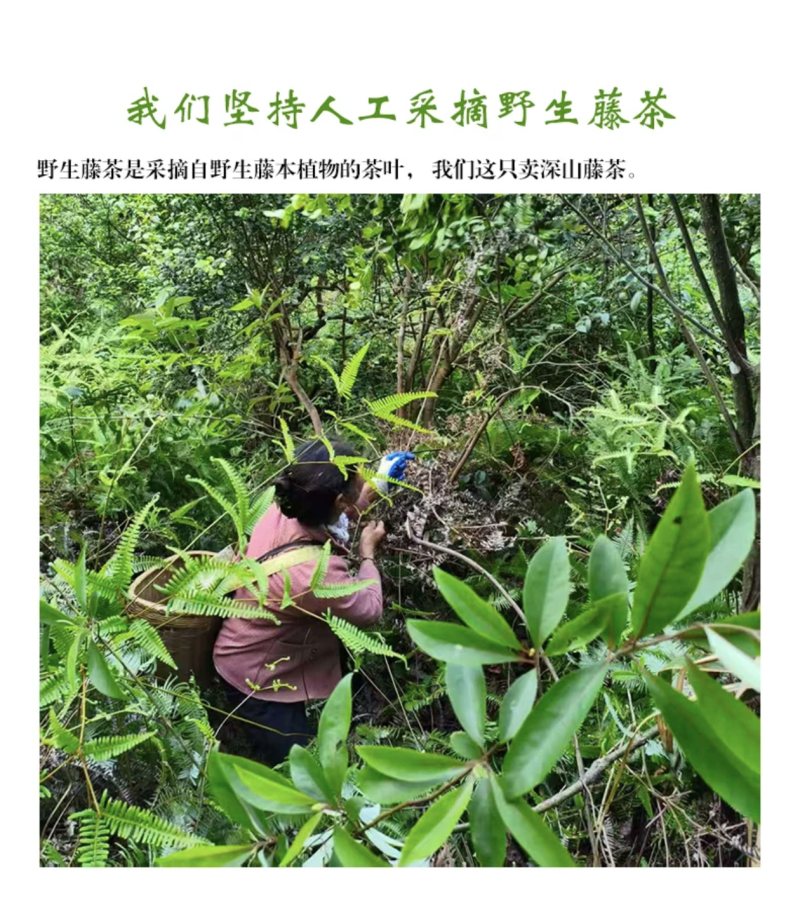 井冈山野生藤茶又名莓茶基地支持各位老板批发零售一件代发