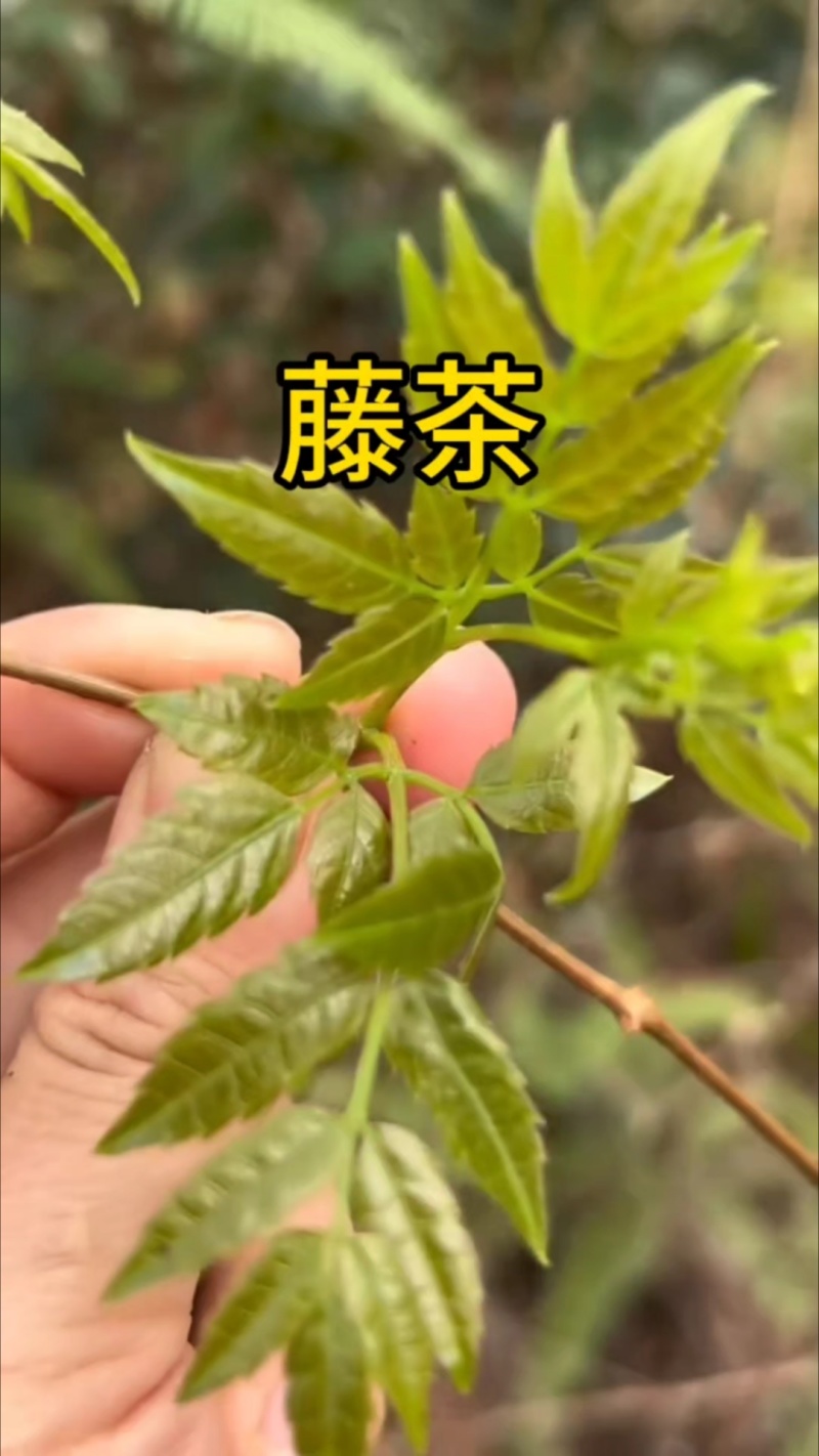 井冈山野生藤茶又名莓茶基地支持各位老板批发零售一件代发