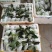 【推荐】精品奶油芭乐白心番石榴产地直发软糯香甜欢迎咨询