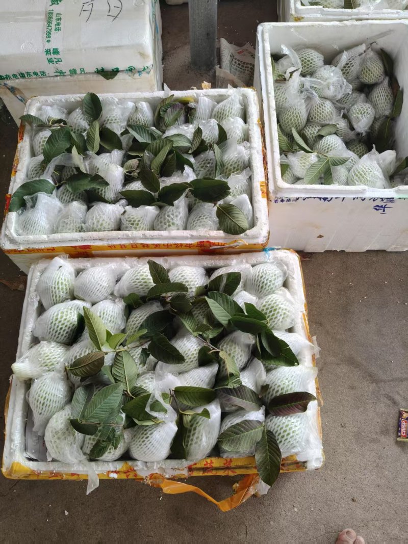 【推荐】精品奶油芭乐白心番石榴产地直发软糯香甜欢迎咨询