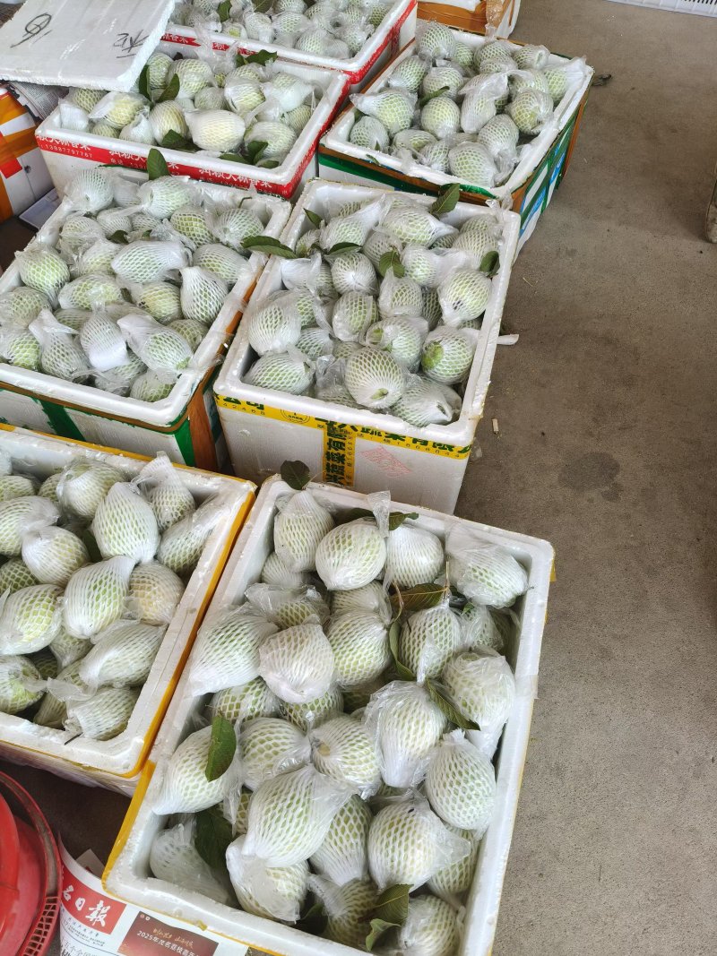 【推荐】精品奶油芭乐白心番石榴产地直发软糯香甜欢迎咨询