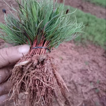 湿地松芽苗：奉新县邹家苗圃种植基地大量供应