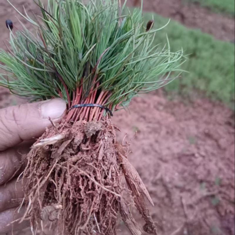 湿地松芽苗：奉新县邹家苗圃种植基地大量供应
