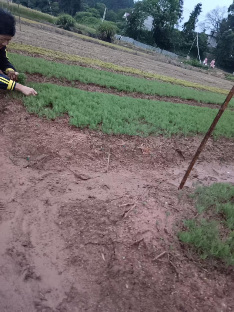 湿地松芽苗：奉新县邹家苗圃种植基地大量供应