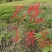 湿地松芽苗：奉新县邹家苗圃种植基地大量供应