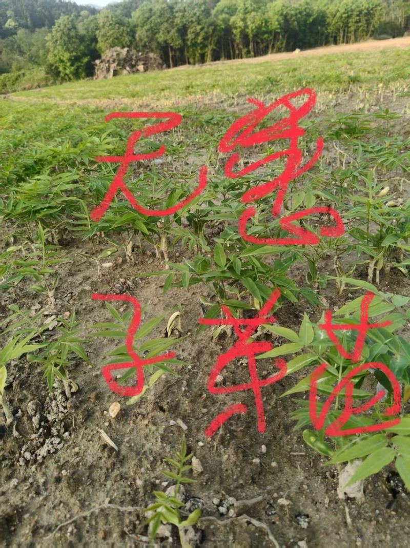湿地松芽苗：奉新县邹家苗圃种植基地大量供应