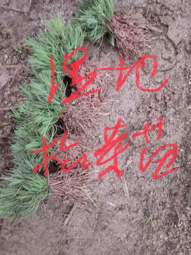 湿地松芽苗：奉新县邹家苗圃种植基地大量供应
