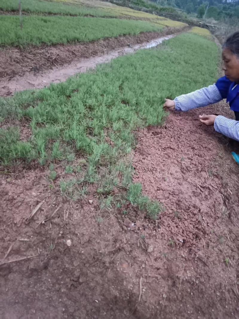 湿地松芽苗：奉新县邹家苗圃种植基地大量供应