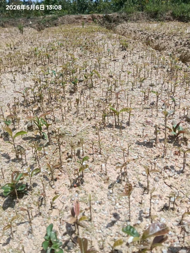 湿地松芽苗：奉新县邹家苗圃种植基地大量供应