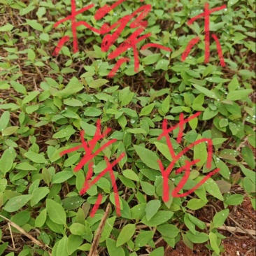 檫木芽苗
