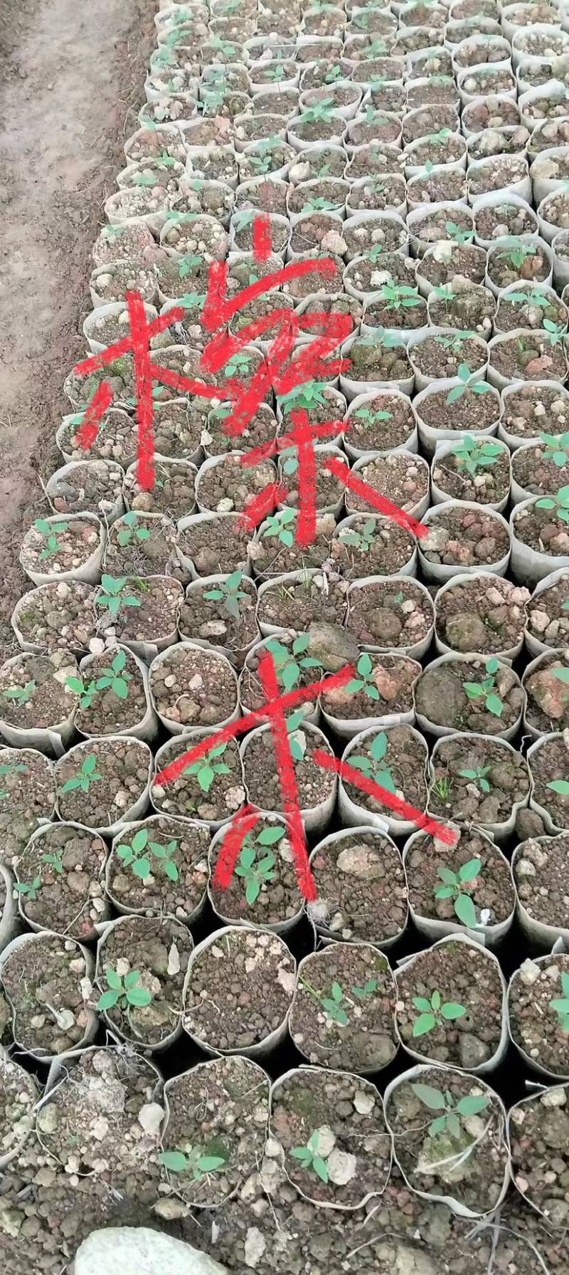檫木芽苗
