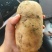 【黄心土豆】黄心土豆大量供应大量供应对接超市电商批发市场