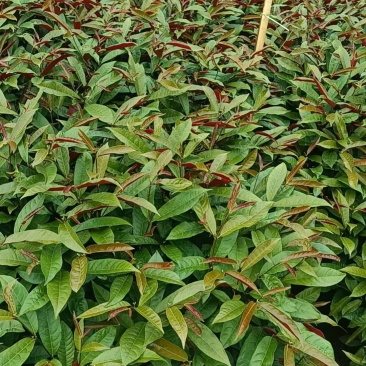 七斤红背桂，大量