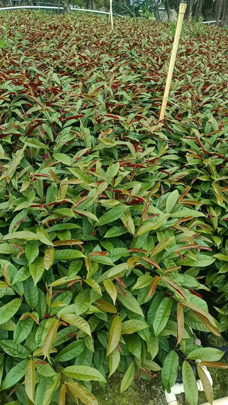 七斤红背桂，大量