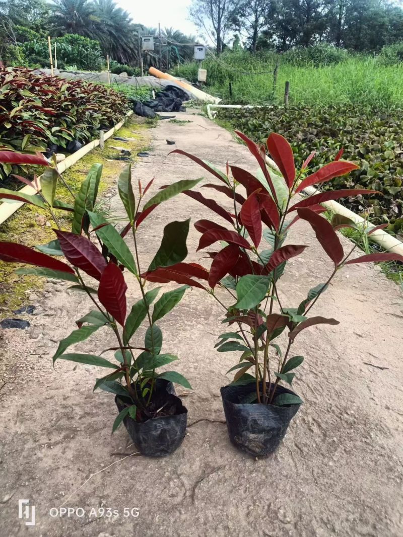 七斤红背桂，大量