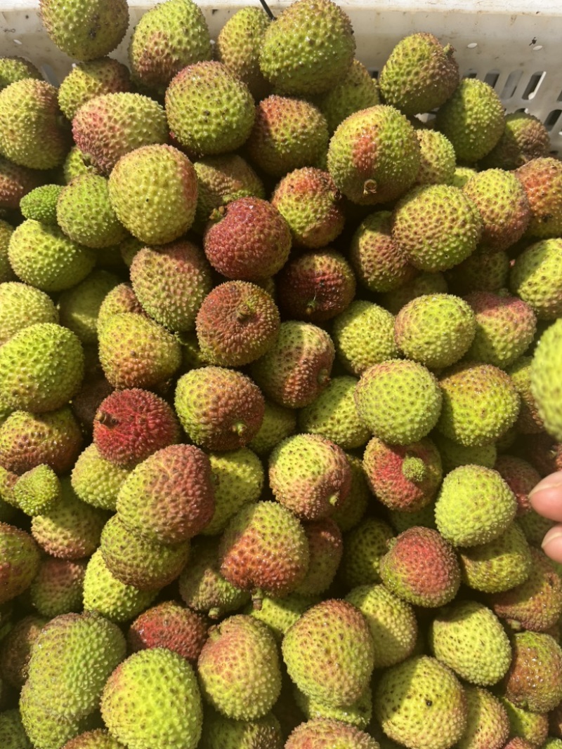 海南妃子笑粒果