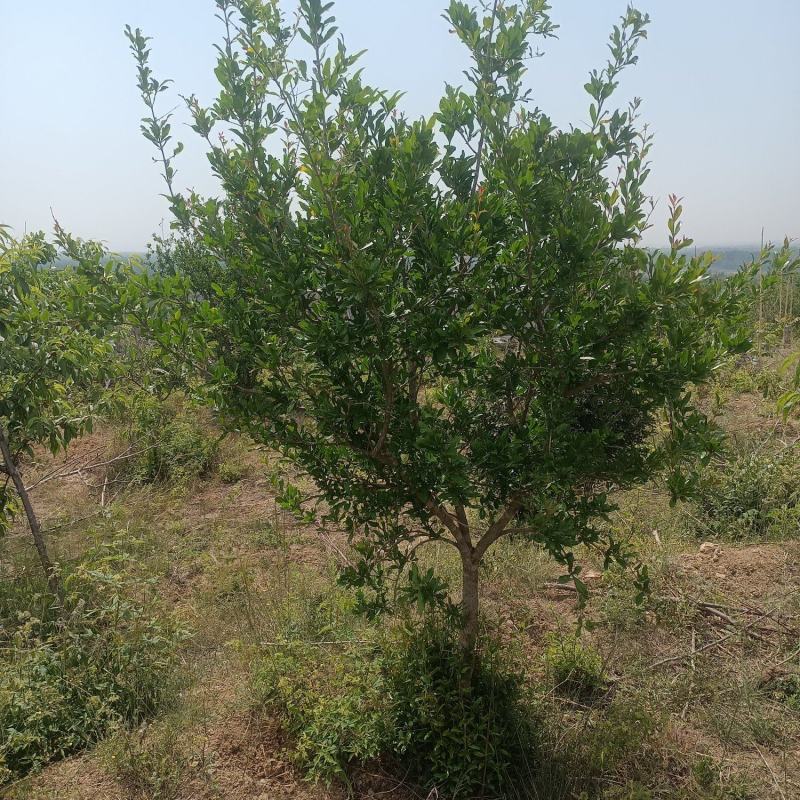 石榴树果树造型石榴树自家苗圃种植纯黄土栽培