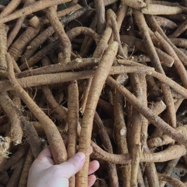 新鲜牛大力，小小牛规格，8元一斤，如图。中指至母指大。