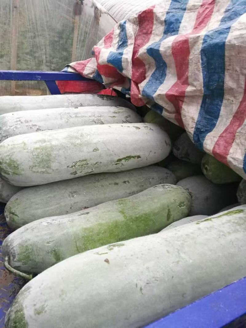 大棚长白条