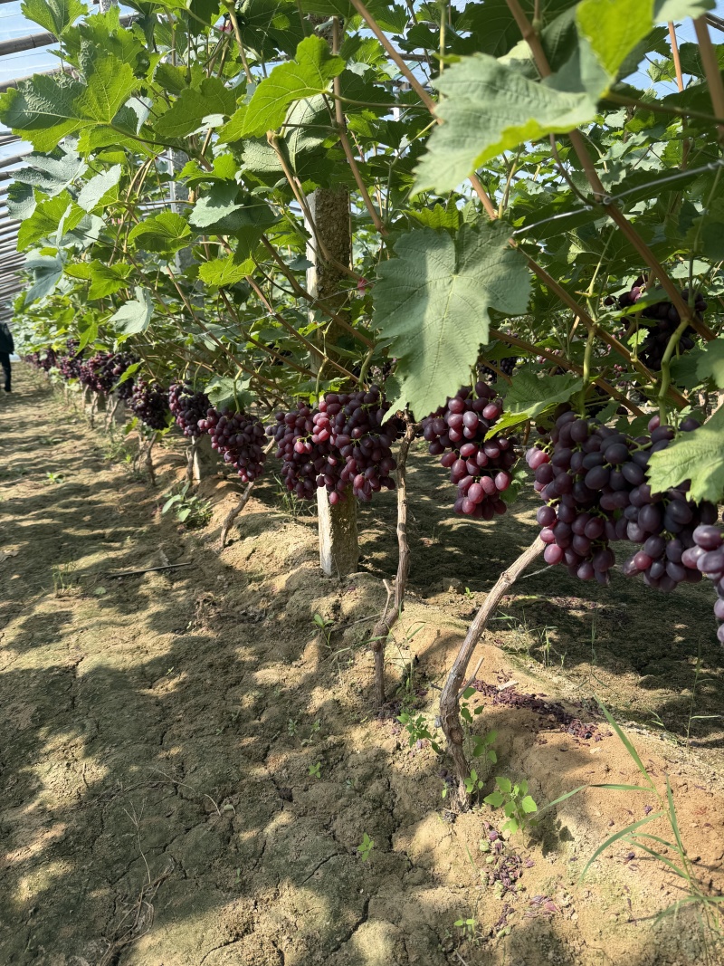 山东聊城巨盛一号葡萄大量上市一手货源品质高