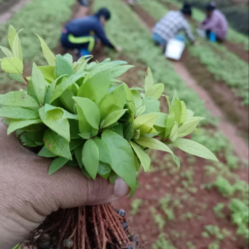 楠木芽苗：奉新县邹家苗圃种植基地芽苗品种繁多