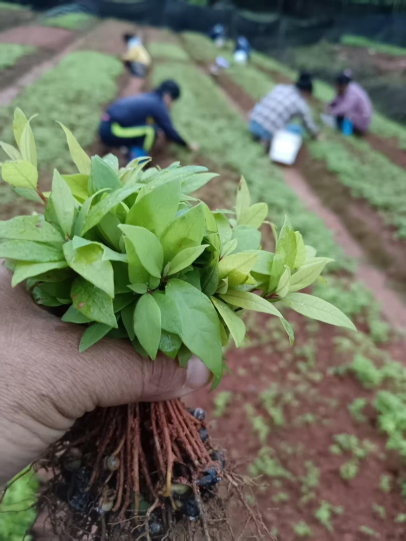 楠木芽苗：奉新县邹家苗圃种植基地芽苗品种繁多