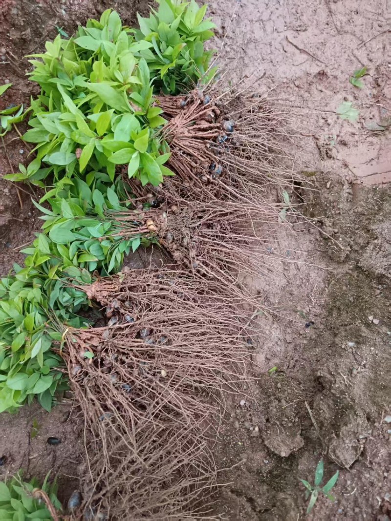 楠木芽苗：奉新县邹家苗圃种植基地芽苗品种繁多