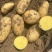 【供应土豆】天门土豆大量上市质量保证一手货源