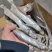 多春鱼