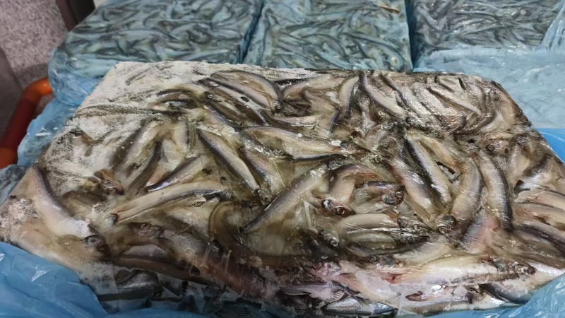 多春鱼