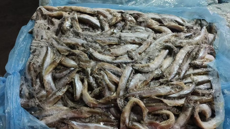 多春鱼