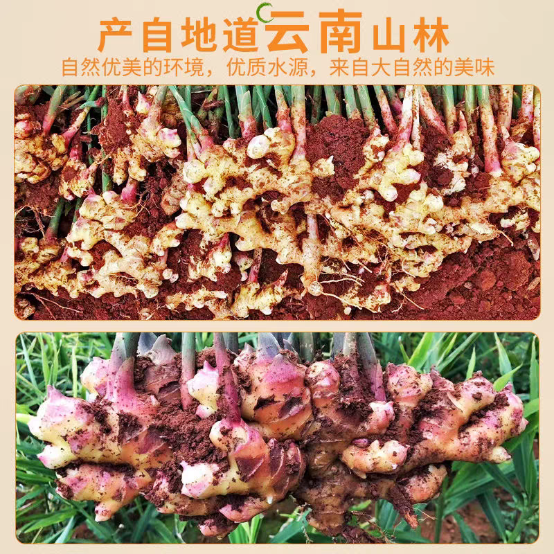 （云南小黄姜）一件代发/电商货源/淘宝，抖音，团购发货