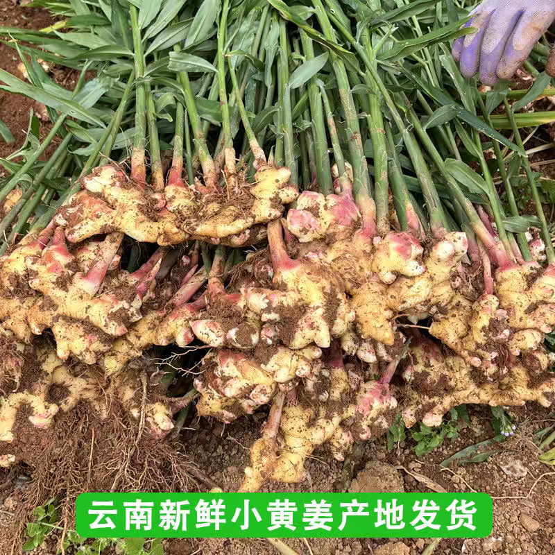 （云南小黄姜）一件代发/电商供应链/淘宝，抖音，团购代发