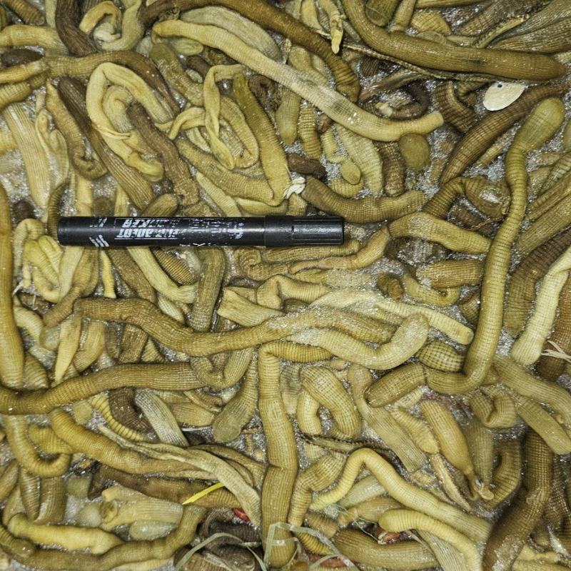 沙虫原料一件10斤