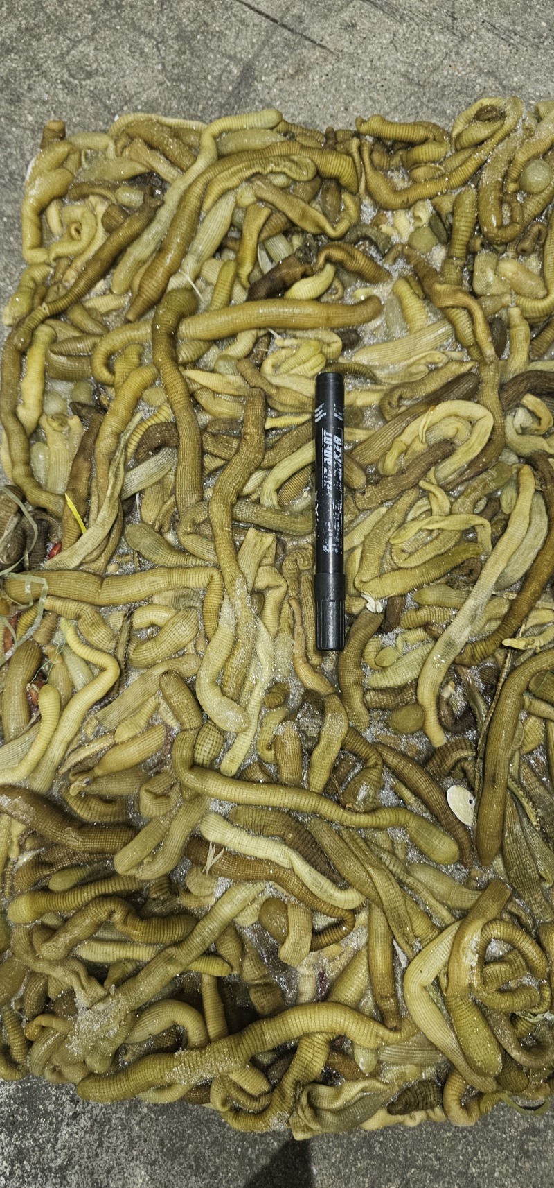 沙虫原料一件10斤