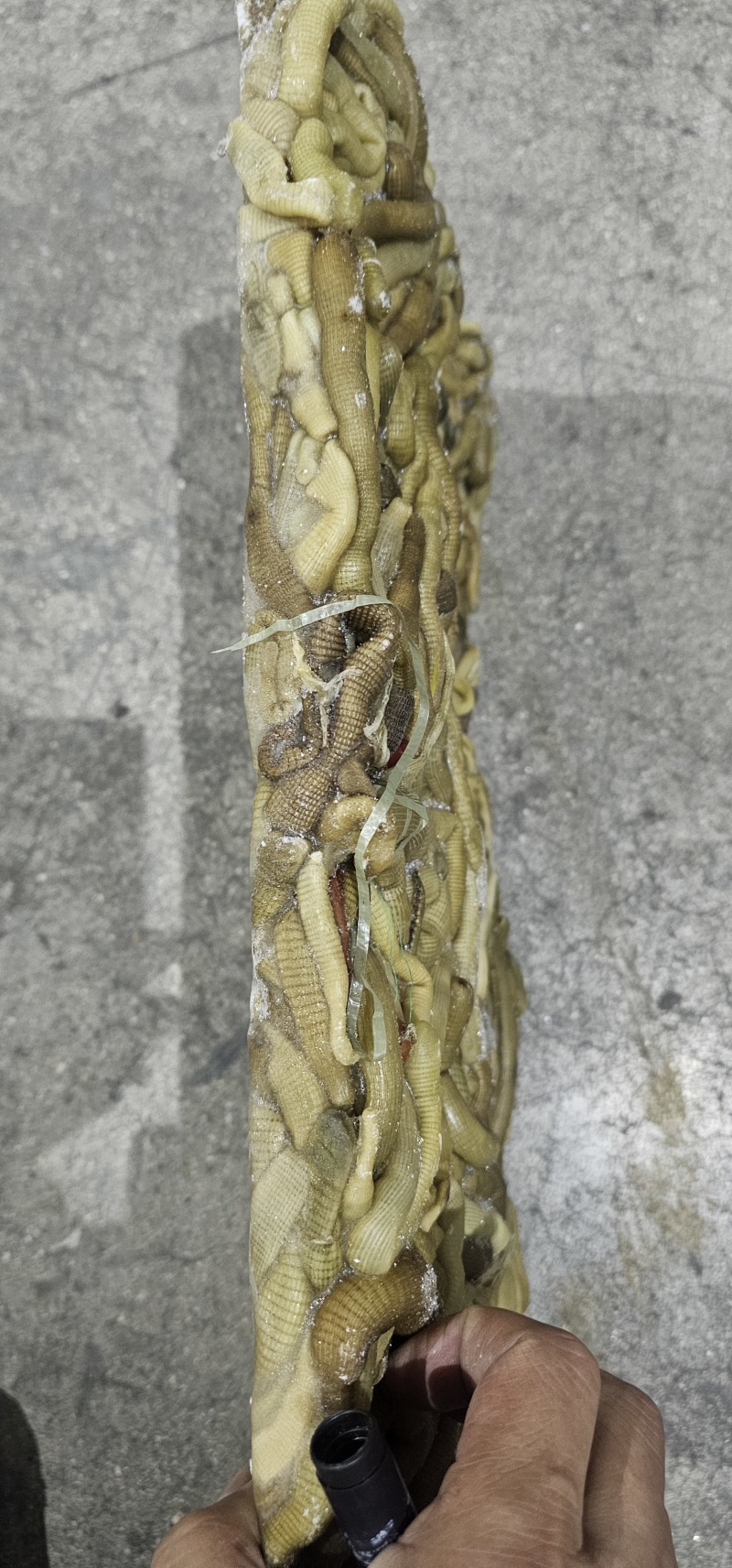 沙虫原料一件10斤
