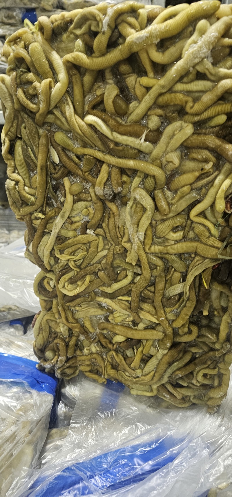 沙虫原料一件10斤