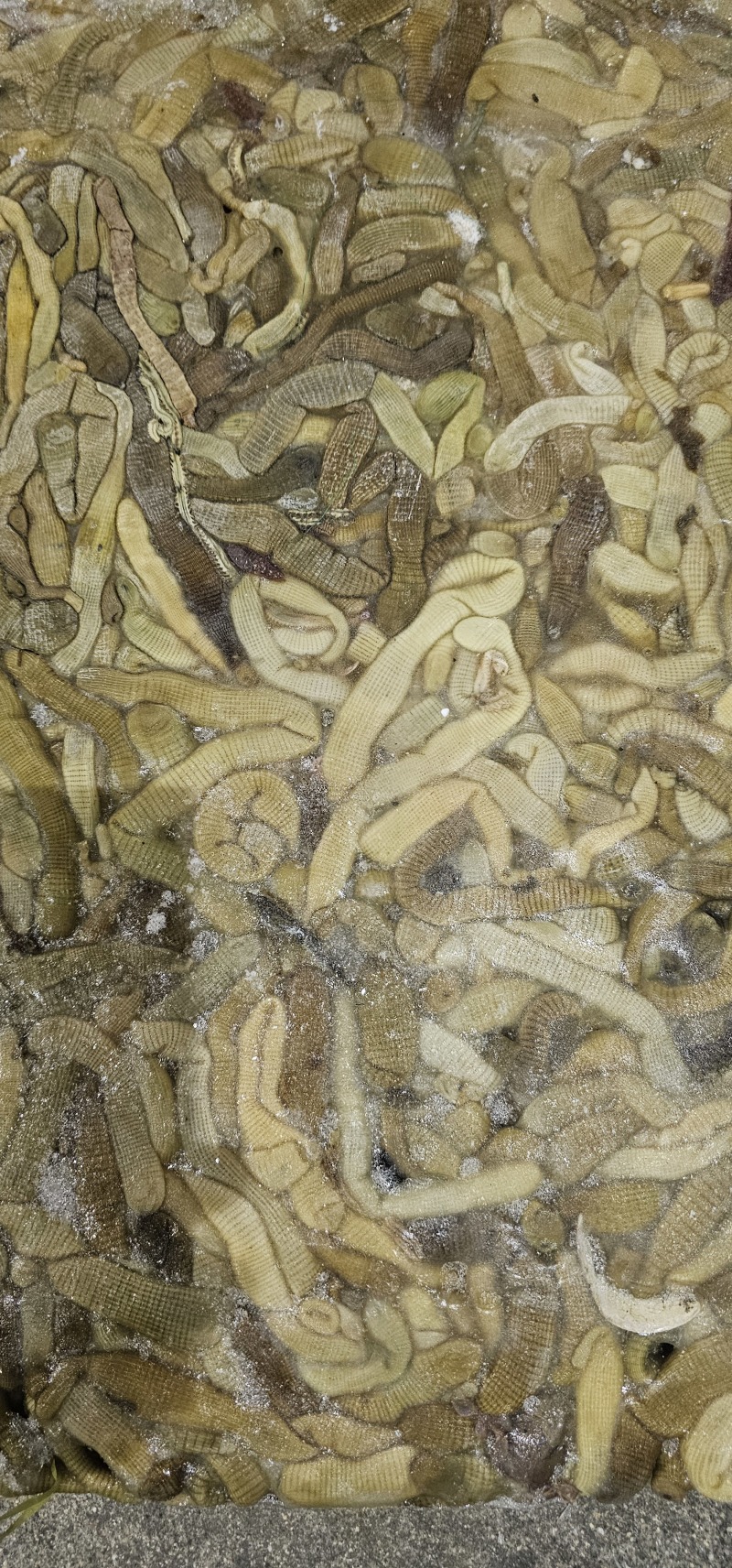 沙虫原料一件10斤