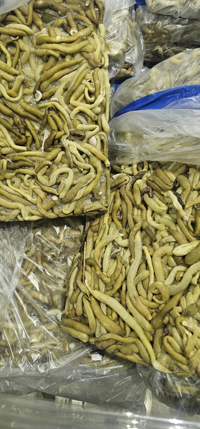 沙虫原料一件10斤