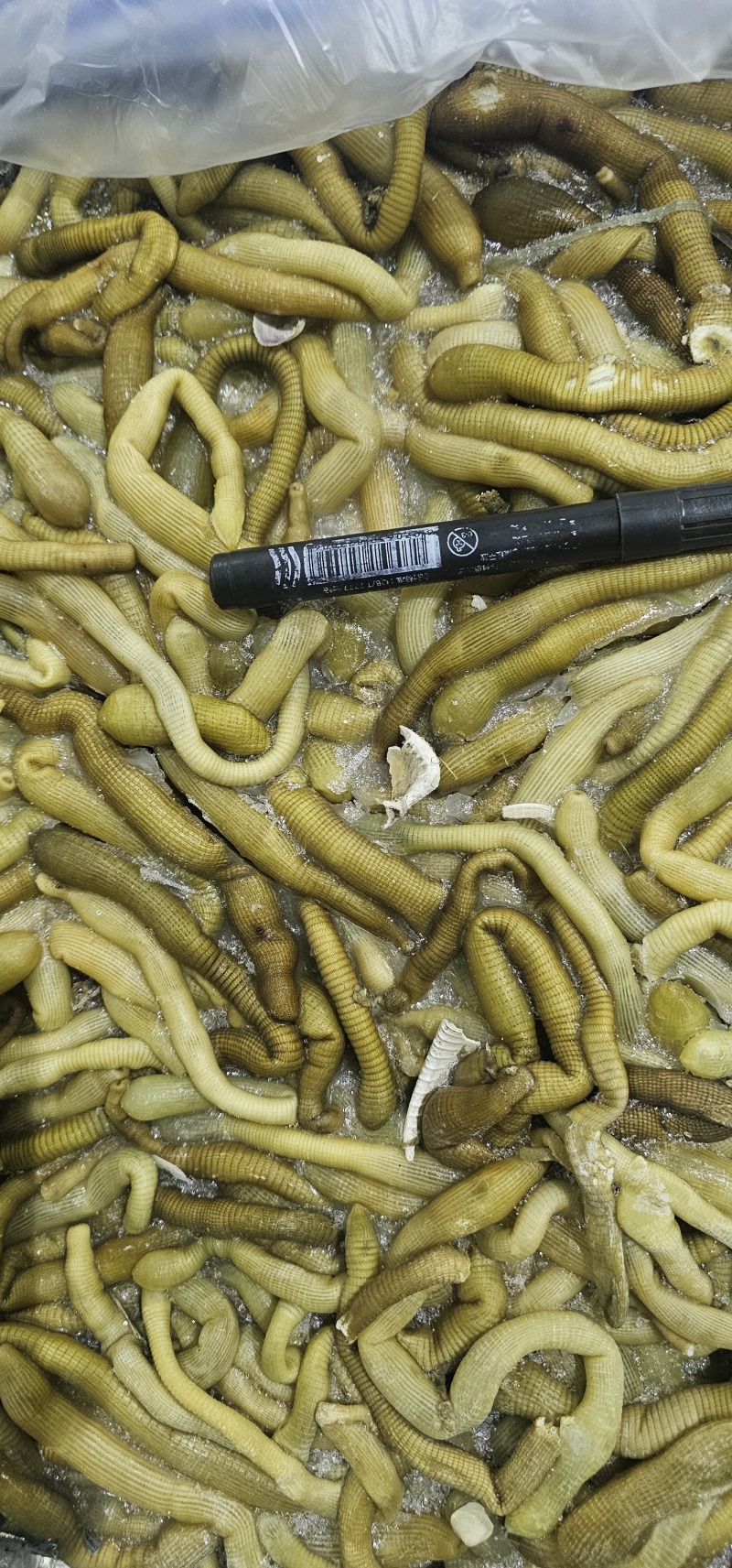 沙虫原料一件10斤