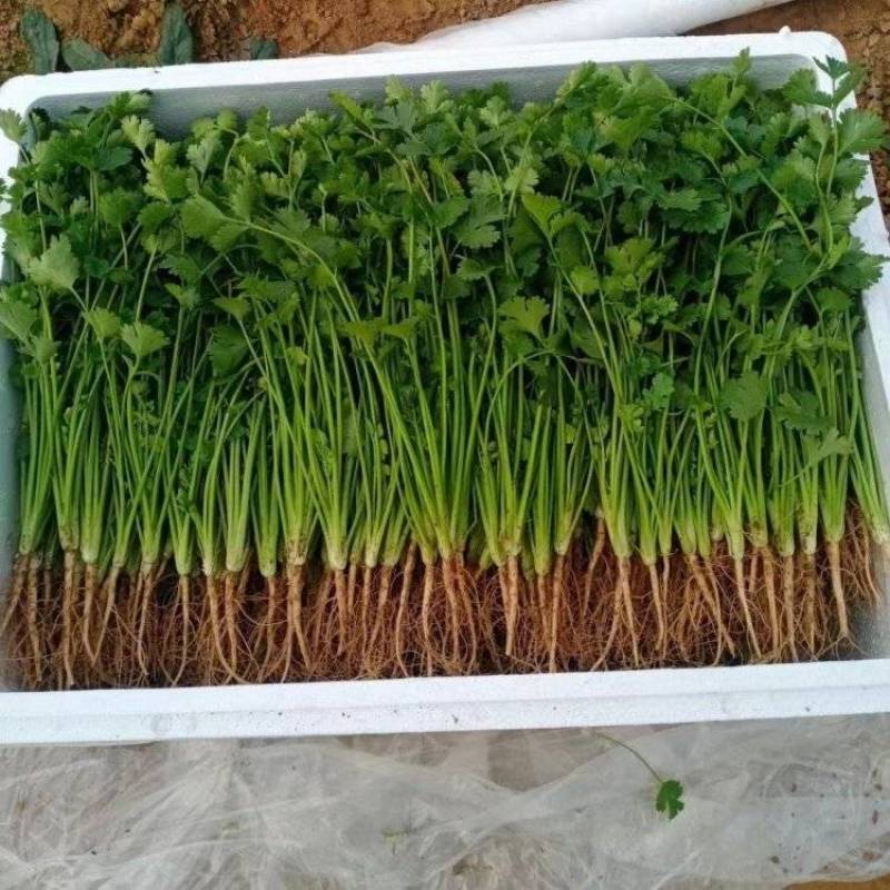 铁杆青香菜量大持续供应