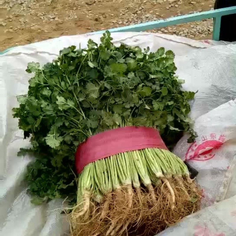 铁杆青香菜量大持续供应