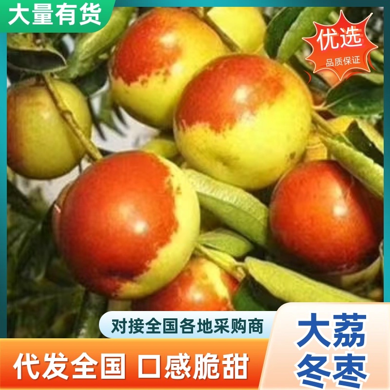 大荔冬枣/产区直发/货源充足/欢迎选购