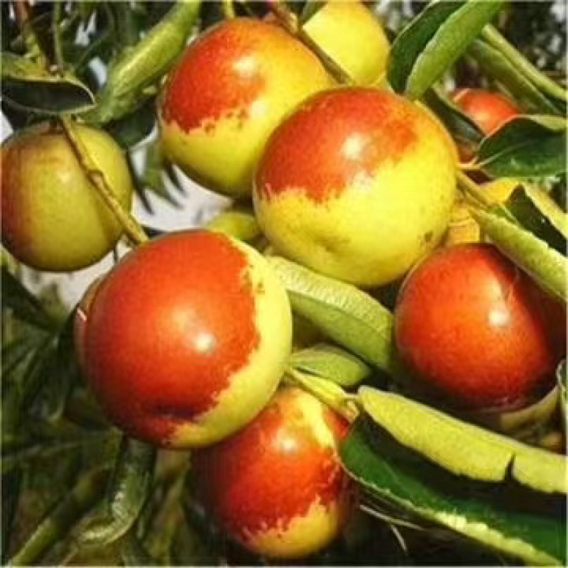 大荔冬枣/产区直发/货源充足/欢迎选购