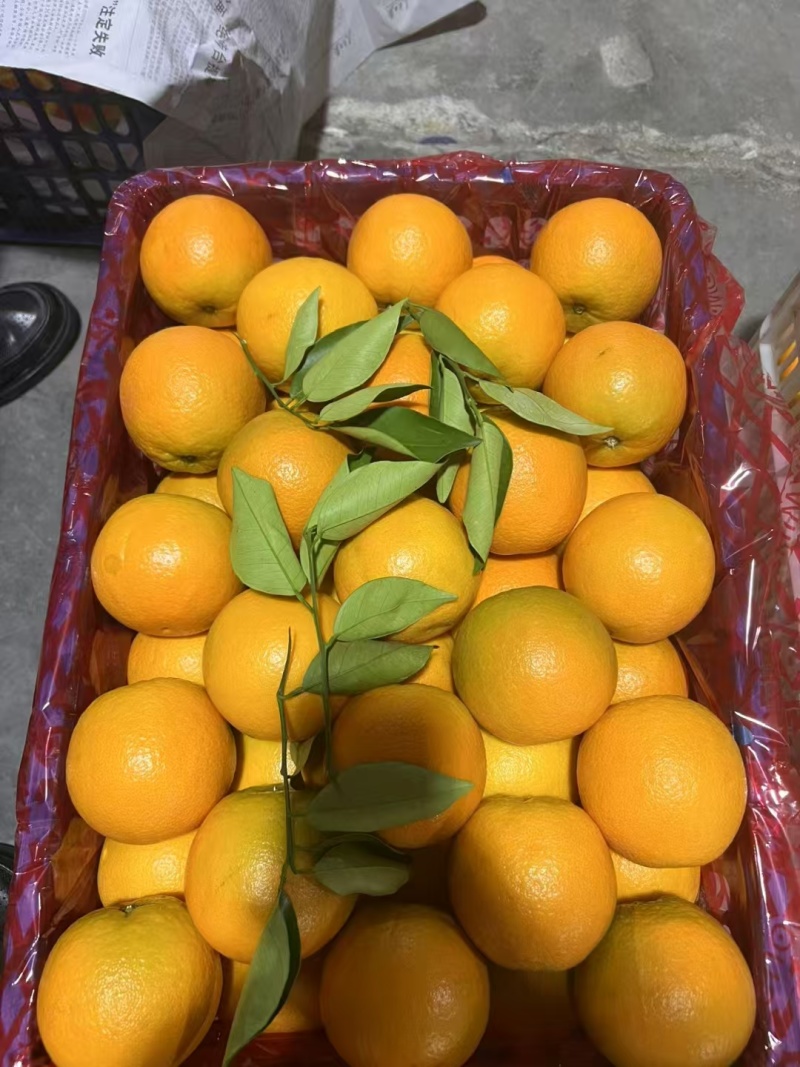 【秭归夏橙】一手货源，产地直发出口资质齐全票证一致